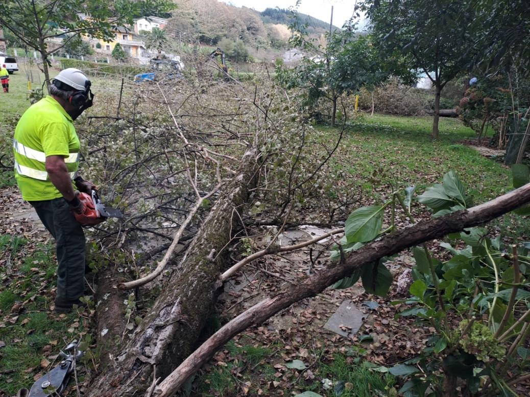Imagen Operario cortando un árbol seco caído