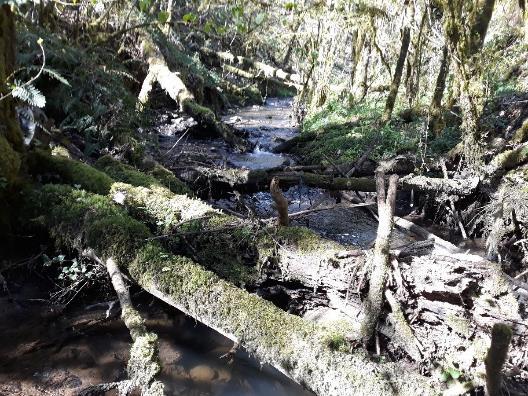 Imagen Restos vegetales acumulados en el cauce del río Vao