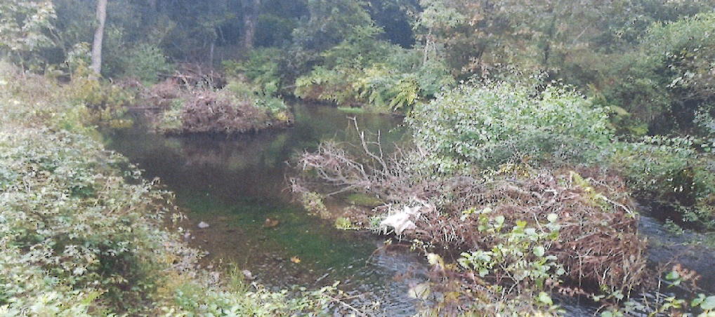 Imagen Detalle de restos vegetales en el cauce del río Porcía