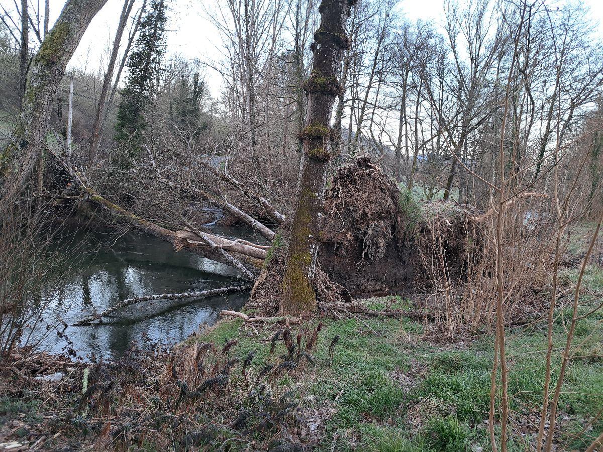 Imagen Árboles caídos sobre el cauce del río Navia