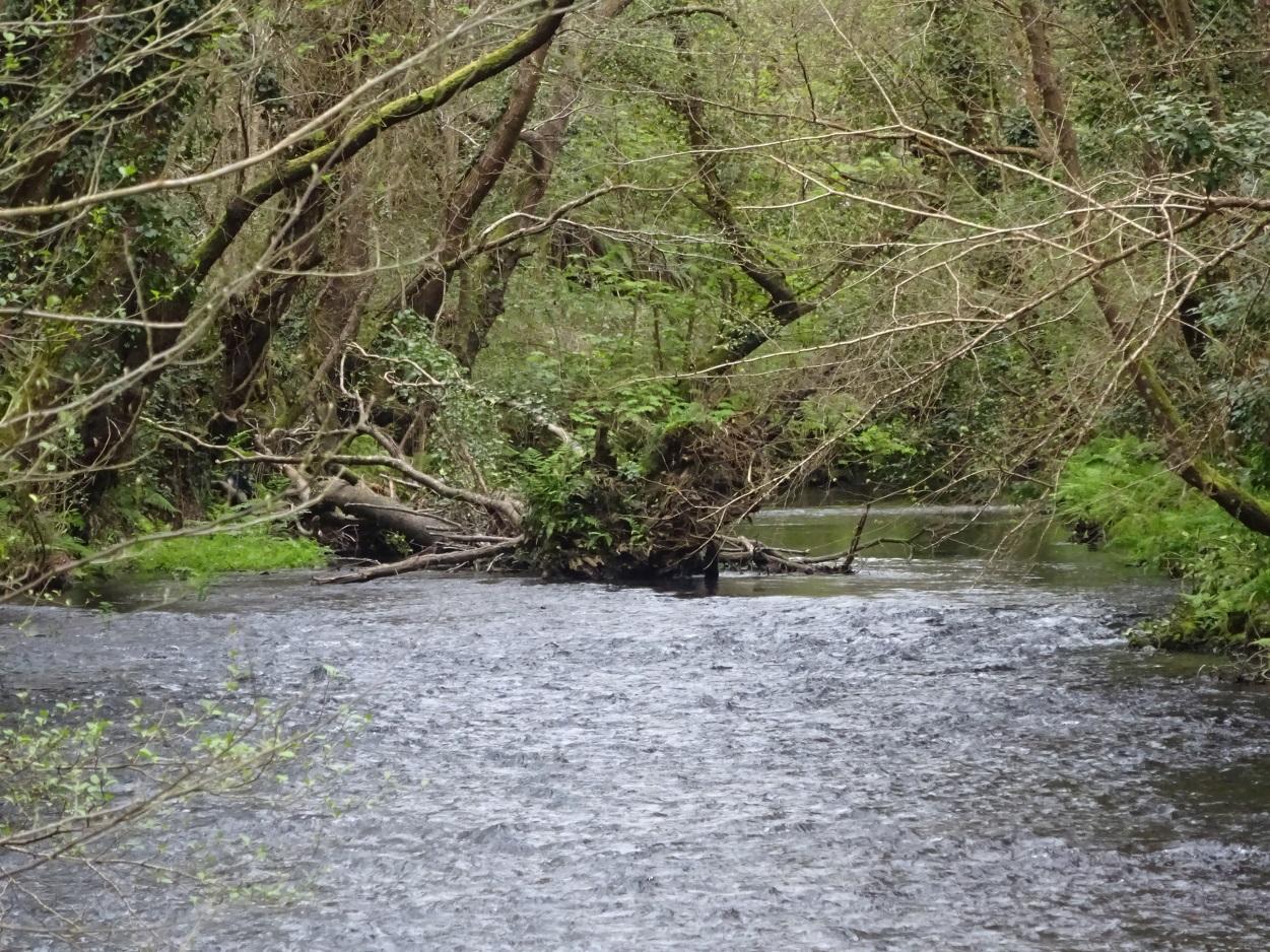 Imagen Restos vegetales acumulados en el cauce del río Suarón