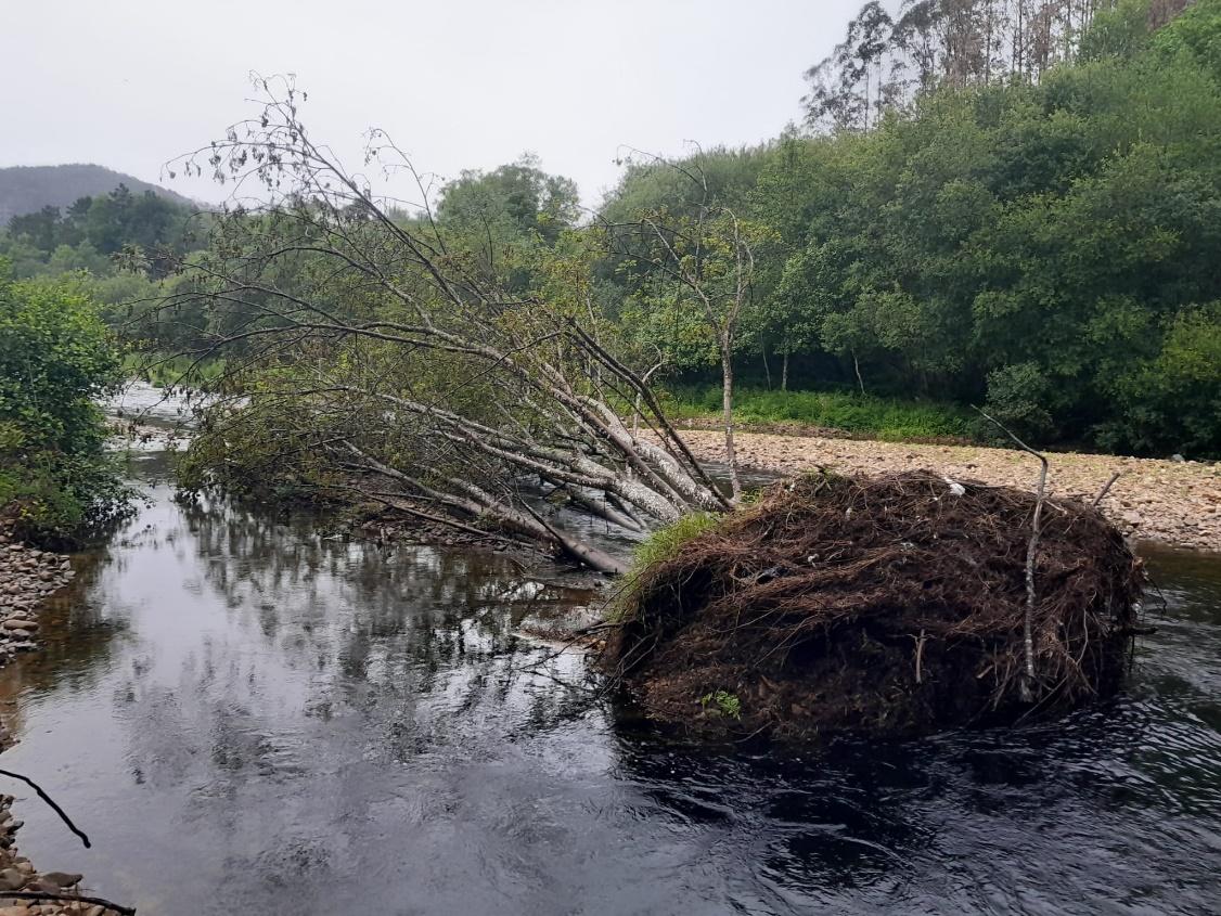Imagen Obstáculo formado por árboles caídos en el cauce