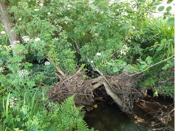 Árboles caídos en el río Muria