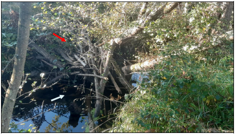 Imagen Tapón formado por restos vegetales en el cauce