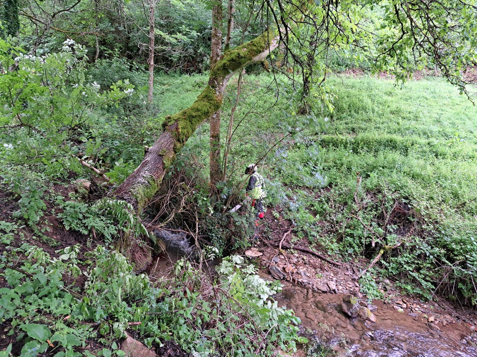 Imagen Trabajos de extracción de restos vegetales acumulados en el cauce