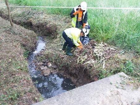 Imagen Gestión de especies de flora exóticas invasoras