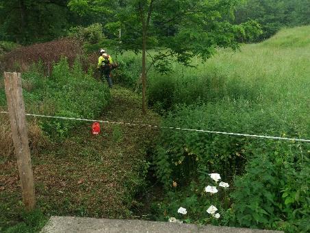 Imagen Trabajos sobre la vegetación presente en la margen del cauce