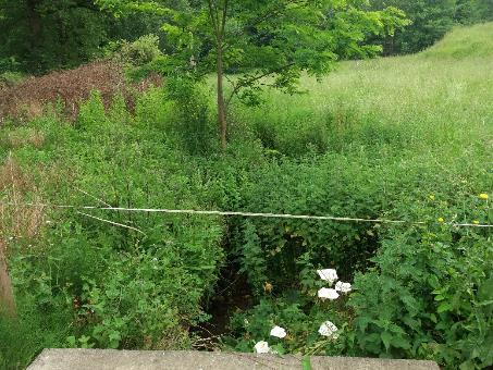 Imagen Vegetación sobre el cauce con presencia de especies exóticas invasoras