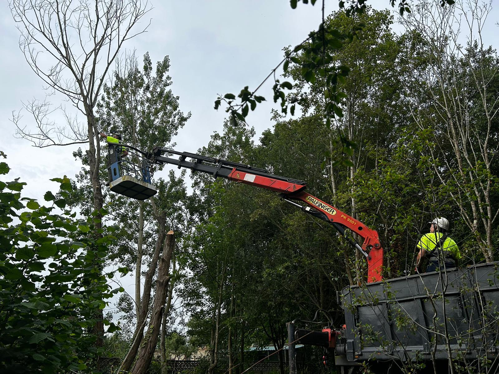 Imagen Trabajos de poda en altura en los ejemplares de mayor tamaño 