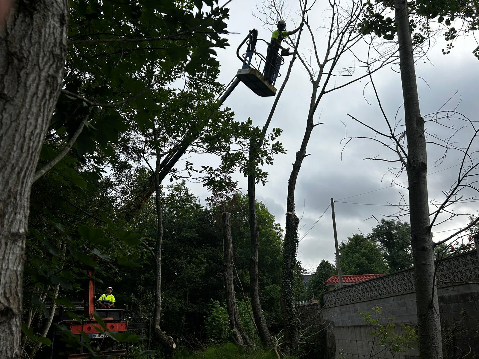 Imagen Trabajos de poda en altura en los ejemplares de mayor tamaño