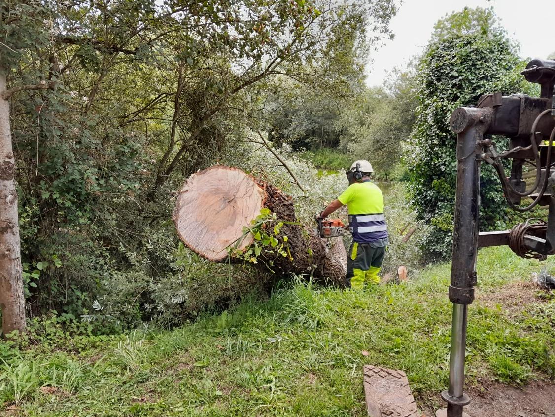 Trabajos de extracción del árbol caído en el río Nora