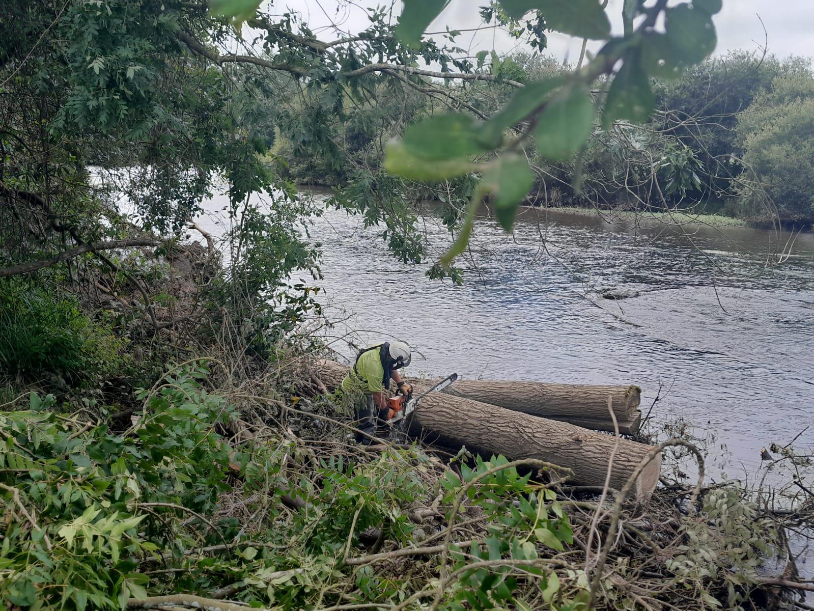 Imagen Trabajos de extracción del árbol caído en el río
