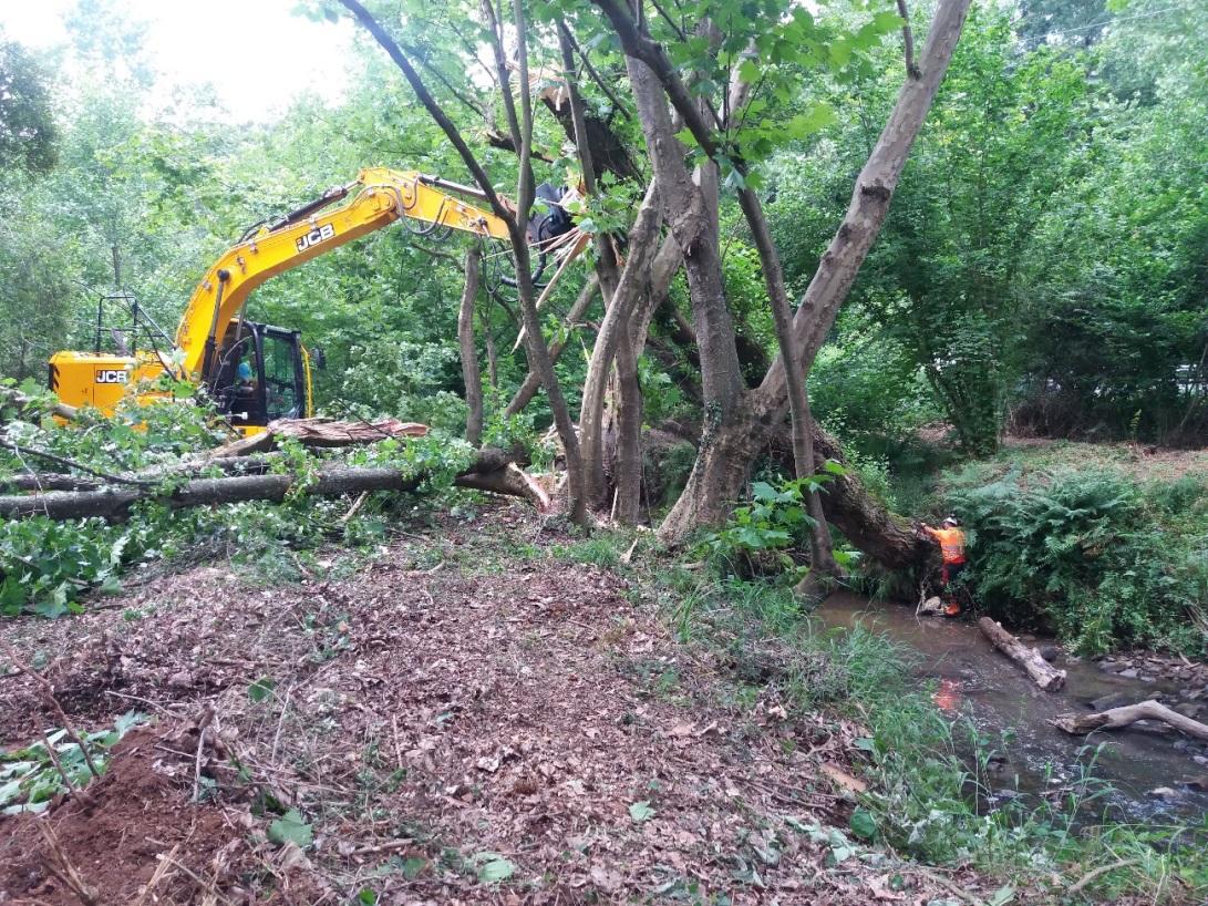 Imagen Apeo manual de árboles de gran porte y apoyo de maquinaria para controlar la caída