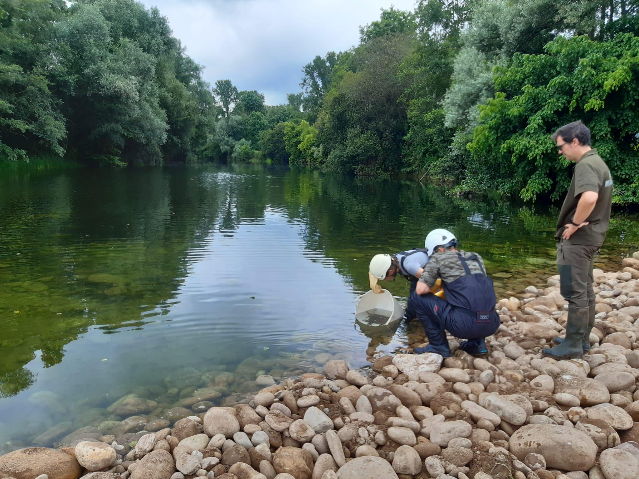 Imagen Liberación de la fauna íctica rescatada fuera de la zona de actuación