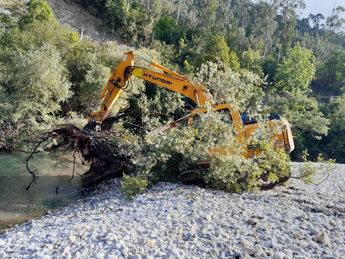 Imagen Trabajos de retirada de varios árboles caídos del cauce