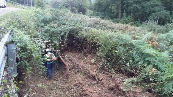 Imagen Labores de desbroce de la vegetación del cauce