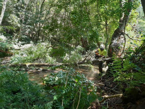 Imagen Trabajos de retirada de árboles caídos del cauce