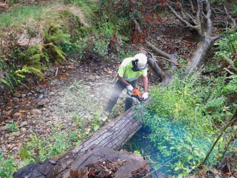 Imagen Trabajos de extracción del árbol caído en La Machuquera