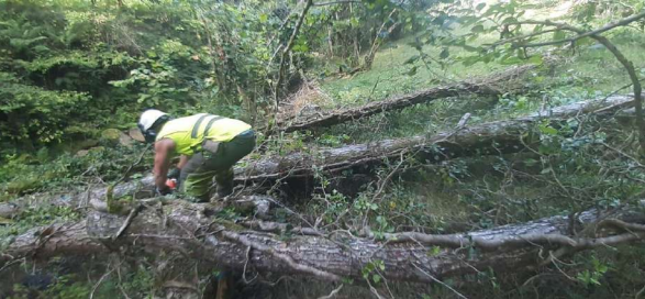 Imagen Trabajos de tronzado para facilitar la extracción de los árboles caídos