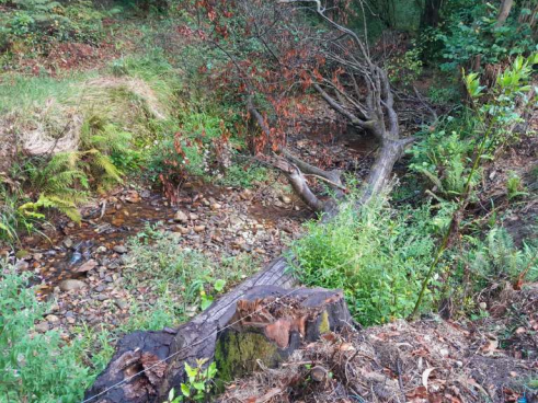 Imagen Tronco caído en la zona de actuación de La Machuquera