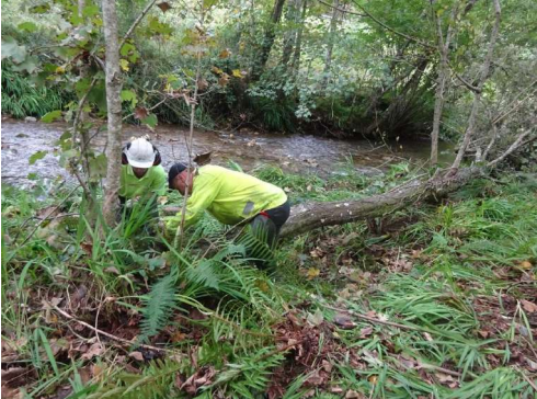 Imagen Labores de extracción de árbol caído de grandes dimensiones del cauce