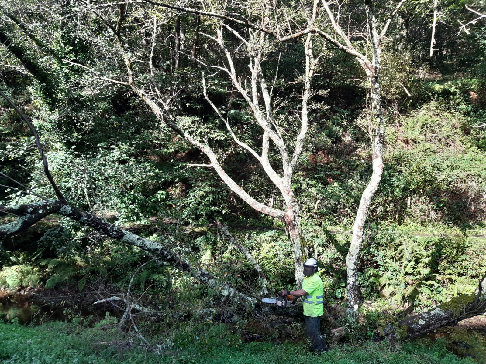 Imagen Árbol seco sobre el cauce con riesgo de caída