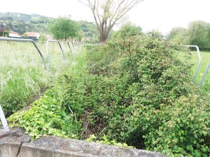 Imagen Vegetación en el interior del tramo encauzado del río Mantilla