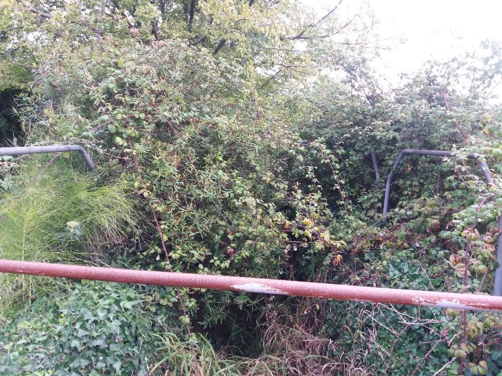 Imagen Vegetación ocupando el tramo encauzado del arroyo de la Margen