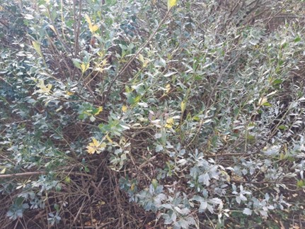 Imagen Ejemplar de la especie exótica invasora Baccharis hamilifolia