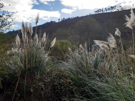Imagen Ejemplar de la especie exótica invasora Cortaderia selloana