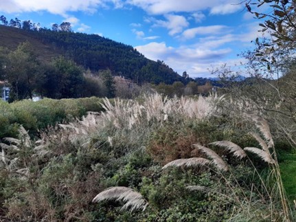 Imagen Previo a la actuación, vista de la zona de actuación, aguas abajo