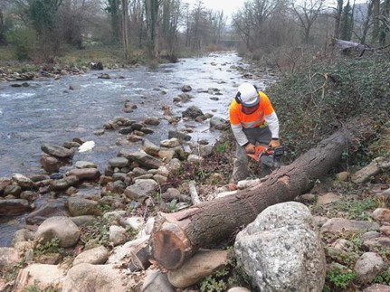 Imagen Troceo mediante motosierra de un árbol caído en la margen izquierda
