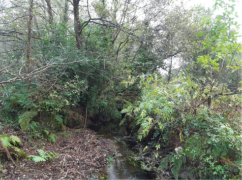 Imagen Antes de los trabajos en el cauce del Meiro