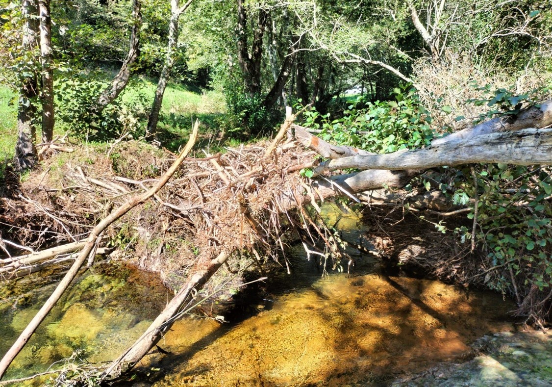 Imagen Antes de los trabajos en el cauce del Porcía