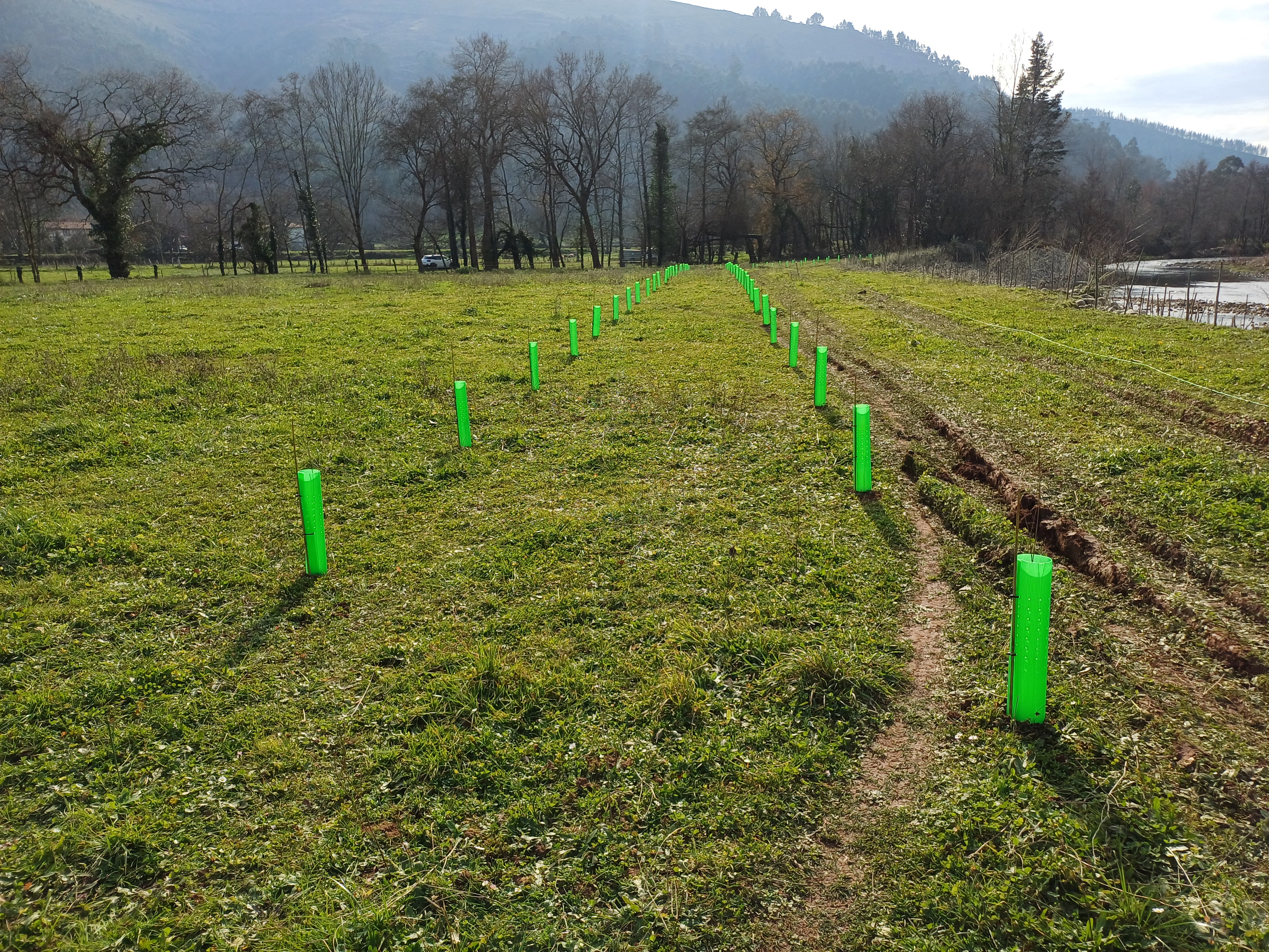 Plantación de especies autóctonas para amortiguación y laminación frente a avenidas y disminución de la erosión