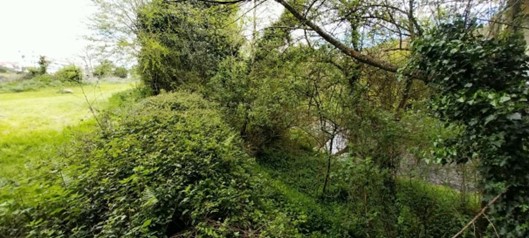 Imagen Cauce tomado por la vegetación antes de los trabajos