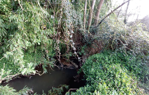 Imagen Antes de los trabajos. Cauce tomado por la vegetación