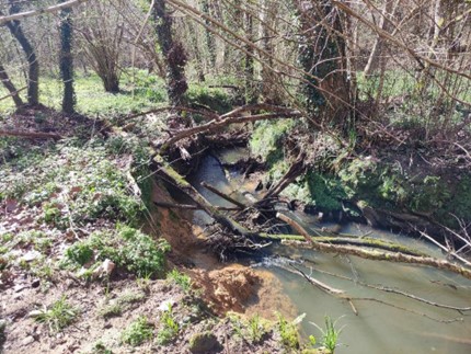Imagen Previo a la actuación se observa vegetación y tapones en el cauce del arroyo del Molino del Concejo