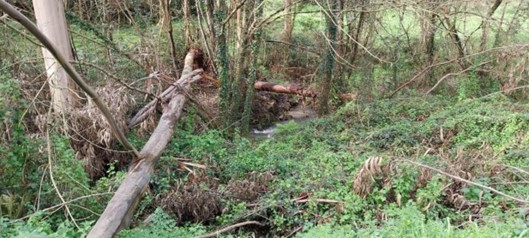 Imagen Antes de los trabajos. Árbol caído y vegetación creciendo dentro del cauce