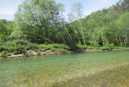 Imagen Antes de los trabajos, árboles caídos y otros con riesgo de caída