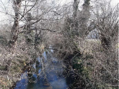 Imagen Vegetación y tapones en el cauce del arroyo Suscuaja