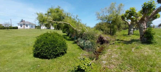 Imagen Antes de los trabajos en el río Tapia. Árbol caído y vegetación creciendo dentro del cauce