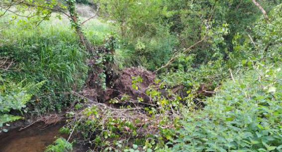 Imagen Antes de los trabajos en el río de Anguileira. Árbol caído y vegetación creciendo dentro del cauce