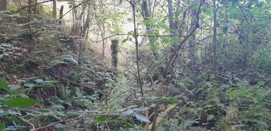 Imagen Antes de los trabajos. Cauce tomado por la vegetación