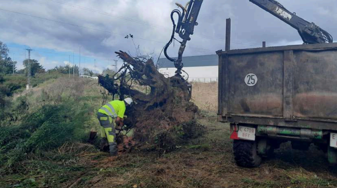 Imagen Operario y autocargador retirando raíz de gran tamaño