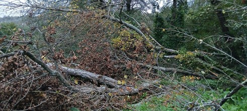 Imagen Antes de los trabajos en el río Taja