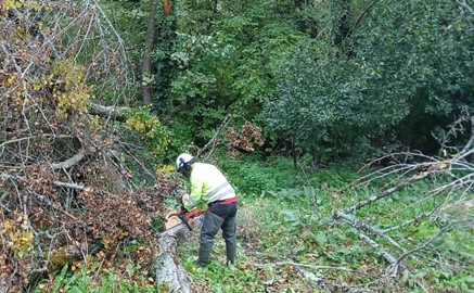 Imagen Operario cortando árbol caído en el río Taja