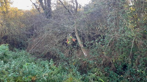Imagen Durante los trabajos. Operarios desbrozando dentro del cauce