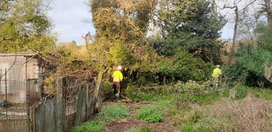 Imagen Durante los trabajos. Operarios retirando árbol de ribera caído