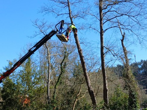 Imagen Durante los trabajos. Operario cortando árbol con peligro de caída
